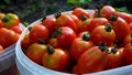 Freshly picked ripe red tomatoes in a bucket against the background of green beds. Tomato harvesting.