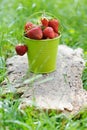 Freshly picked ripe strawberries bucket Royalty Free Stock Photo