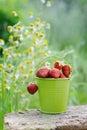 Freshly picked ripe strawberries bucket Royalty Free Stock Photo