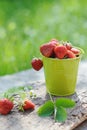 Freshly picked ripe strawberries bucket on wooden background Royalty Free Stock Photo