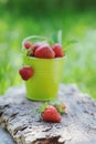 Freshly picked ripe strawberries bucket on wooden background Royalty Free Stock Photo
