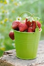 Freshly picked ripe strawberries bucket on wooden background Royalty Free Stock Photo