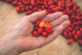 Freshly picked rose hips in grandmothers hands. Rose hip commonly known as rose hip Rosa canina