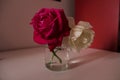 Freshly picked roses in pots Royalty Free Stock Photo