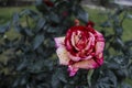 Freshly picked roses in pots Royalty Free Stock Photo