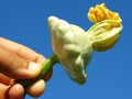 Freshly picked small squash