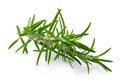 Freshly picked sprig of rosemary isolated on white Royalty Free Stock Photo