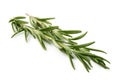 Freshly picked sprig of rosemary isolated on white