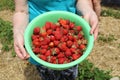 Freshly picked strawberries