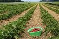 Freshly picked strawberries