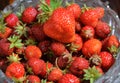 Freshly picked strawberries in crystal platter Royalty Free Stock Photo