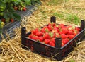 Freshly picked strawberries in a plastick crate.