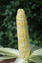 Freshly Picked Sweet Corn On The Cob Royalty Free Stock Photo