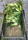 Freshly picked sweet corn in a garden cart