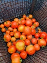 Freshly picked tomatoes Royalty Free Stock Photo