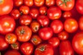 Freshly picked tomatoes in a box Royalty Free Stock Photo