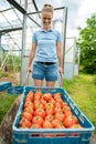 Freshly picked tomatoes in the greenhouse dares young woman in a crate on markets Royalty Free Stock Photo