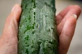 Freshly picked and washed cucumber held up by one hand