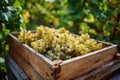 Freshly Picked White Grapes in Wooden Box Royalty Free Stock Photo