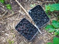 Freshly picked wild blackberries in two metal containers following a plastic free and zero waste lifestyle