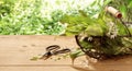 Freshly picked wild garlic leaves and flowers