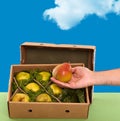Freshly picked Williams (Bartlett) pears in box Royalty Free Stock Photo