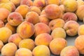 Yellow peaches at the farmers market Royalty Free Stock Photo