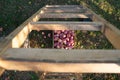 Freshly pickled ripe organic apples in dark wooden crate on green grass, outside in garden, nobody frame top Royalty Free Stock Photo