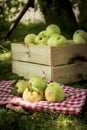 Freshly pickled ripe organic apples in wooden crate on green grass Royalty Free Stock Photo