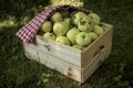 Freshly pickled ripe organic apples in wooden crate on green grass Royalty Free Stock Photo