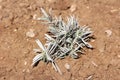 Freshly planted Broadleaved lavender or Lavandula latifolia aromatic shrub plant with grey leaves in house garden surrounded with