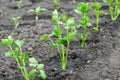 Freshly planted celery seedlings and pepper seedlings on backg Royalty Free Stock Photo