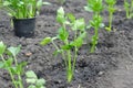 Freshly planted celery seedlings Royalty Free Stock Photo