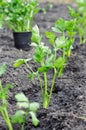 Freshly planted celery seedlings in the vegetable garden Royalty Free Stock Photo