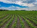 Freshly planted corn in a field Royalty Free Stock Photo