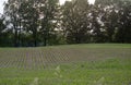 Freshly planted corn field in spring Royalty Free Stock Photo