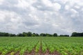 Freshly Planted Corn Rows Lead to Dramatic Sky and Copy Space Royalty Free Stock Photo