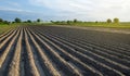 Freshly planted field with potatoes. Rows of a farm fields on a summer sunny day. Growing vegetables outdoors on open ground