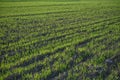 freshly planted field in winter in Cyprus 1