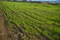 freshly planted field in winter in Cyprus 2