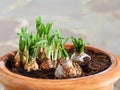 Freshly planted flower bulbs in a terracotta pot, spring flowers for the balkony or patio