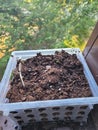 Freshly planted garden window flower box