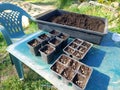 freshly planted marigold seedlings. calendula seeds to grow in the vegetable garden Royalty Free Stock Photo