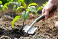 freshly planted peach sapling with a person holding a garden trowel Royalty Free Stock Photo