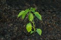 Freshly planted pepper plant