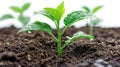 Freshly Planted Pomelo Sapling in Rich Soil Humus on White Background