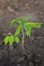 Freshly planted seedlings of tomatoes in the garden. Agriculture, planting on a large scale Royalty Free Stock Photo