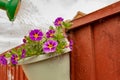 Freshly planted summer plants seen hanging on a painted wooden, garden fence. Royalty Free Stock Photo