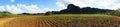 Young green tobacco shoots on red soil in the garden. Freshly planted tobacco sprouts in field. panoramic view Royalty Free Stock Photo