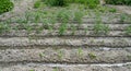 freshly planted tomato seedlings Royalty Free Stock Photo